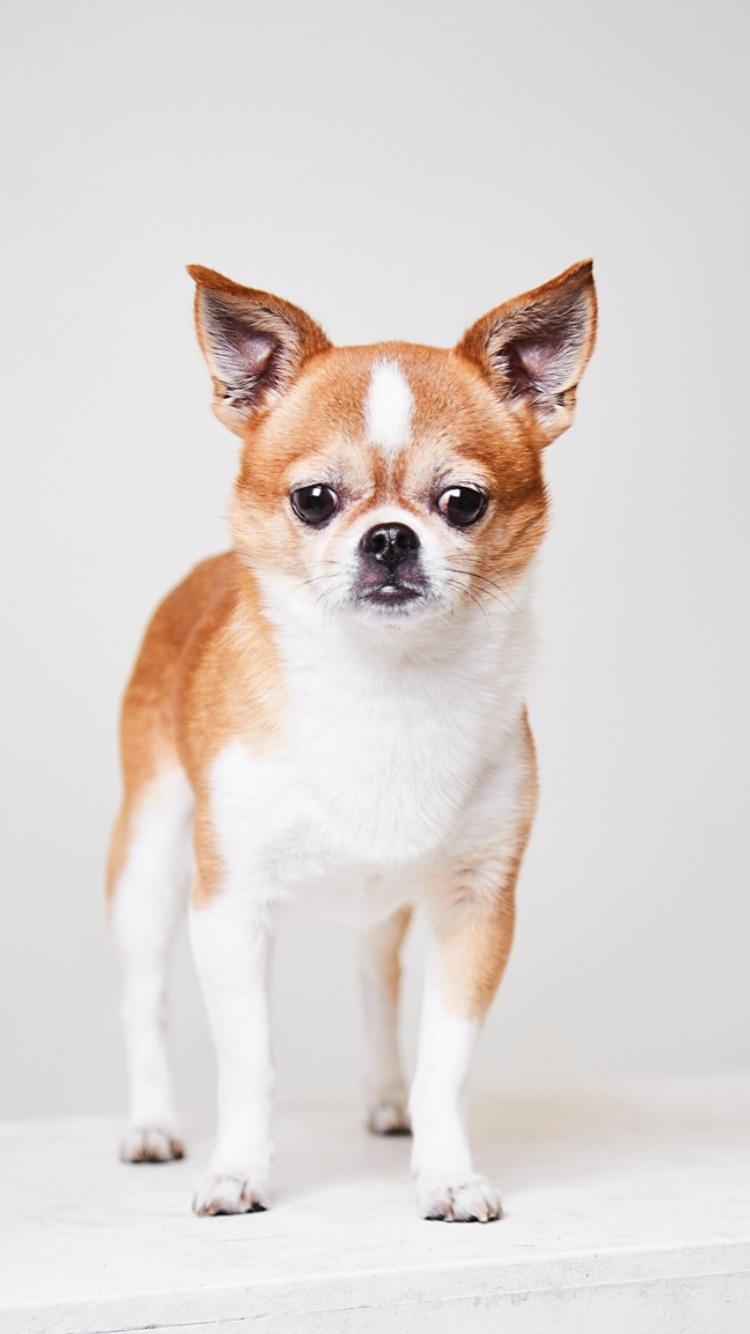 Chihuahua Mr. Piggy R.I.P billede 13