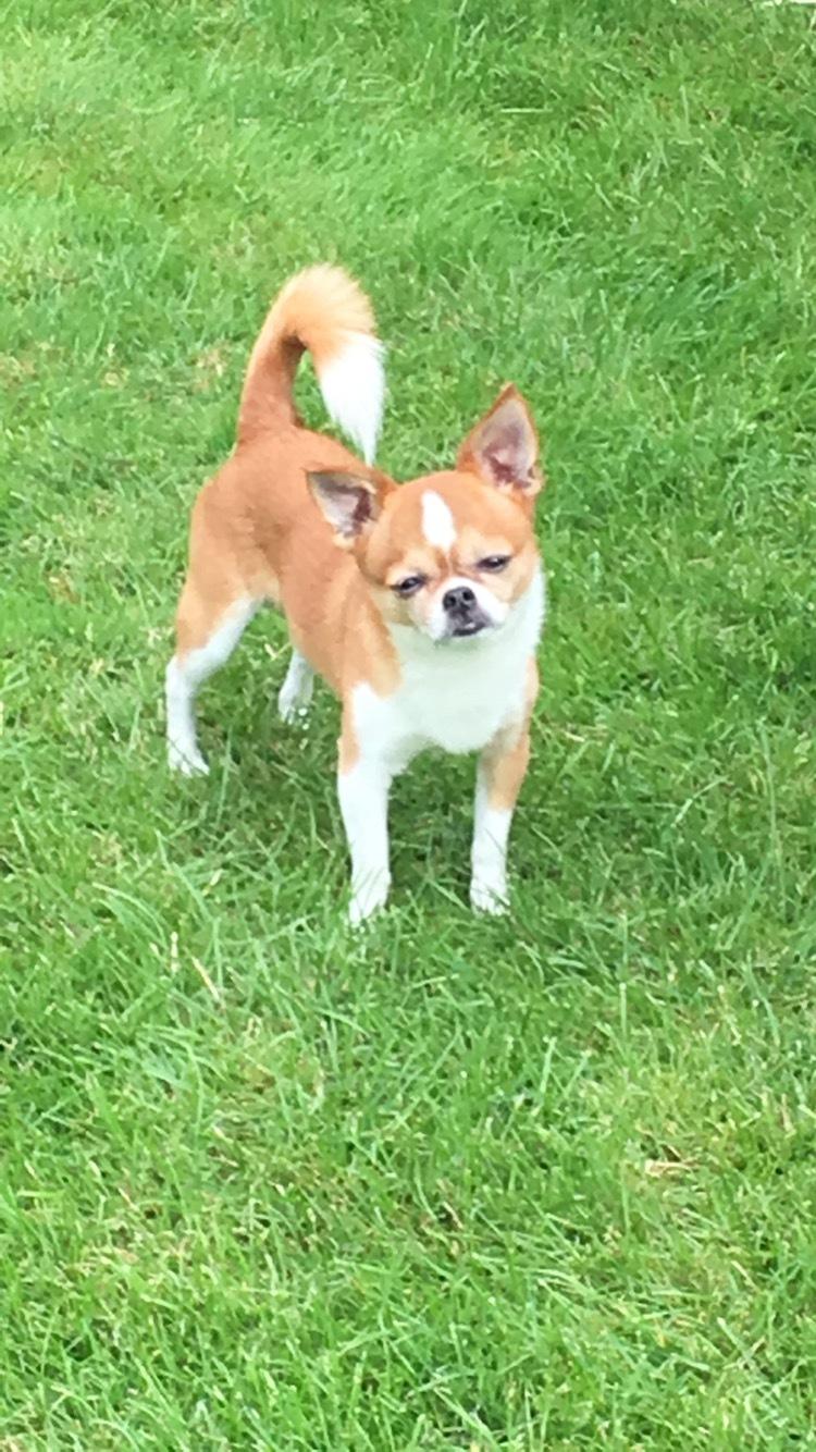 Chihuahua Mr. Piggy R.I.P billede 5