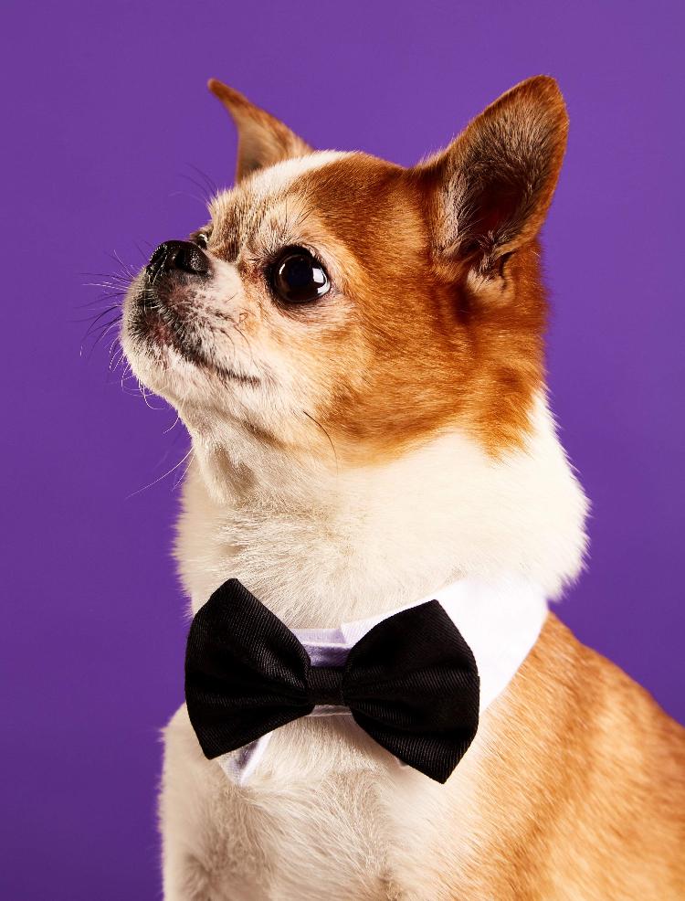 Chihuahua Mr. Piggy R.I.P billede 18