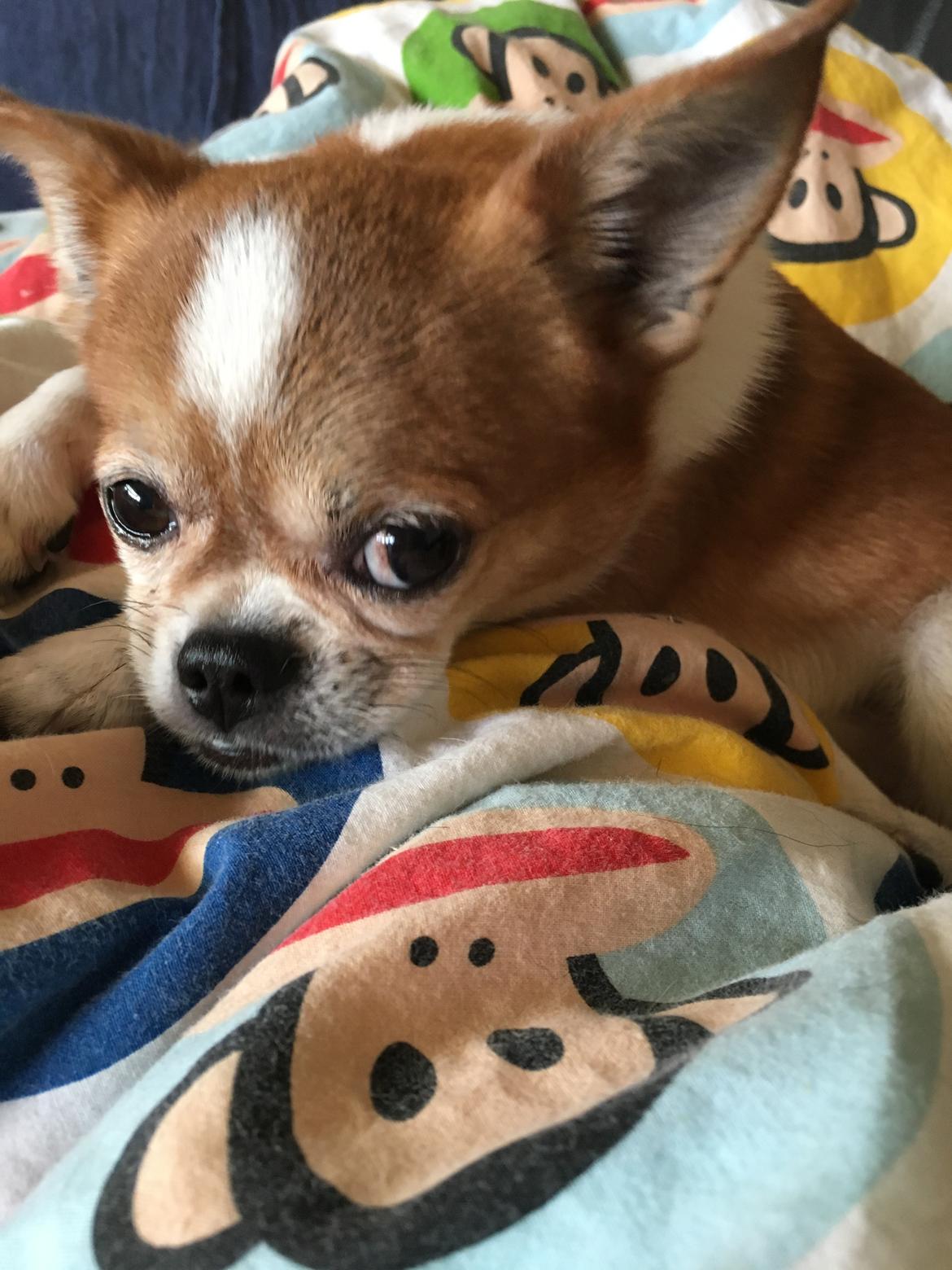 Chihuahua Mr. Piggy R.I.P billede 14