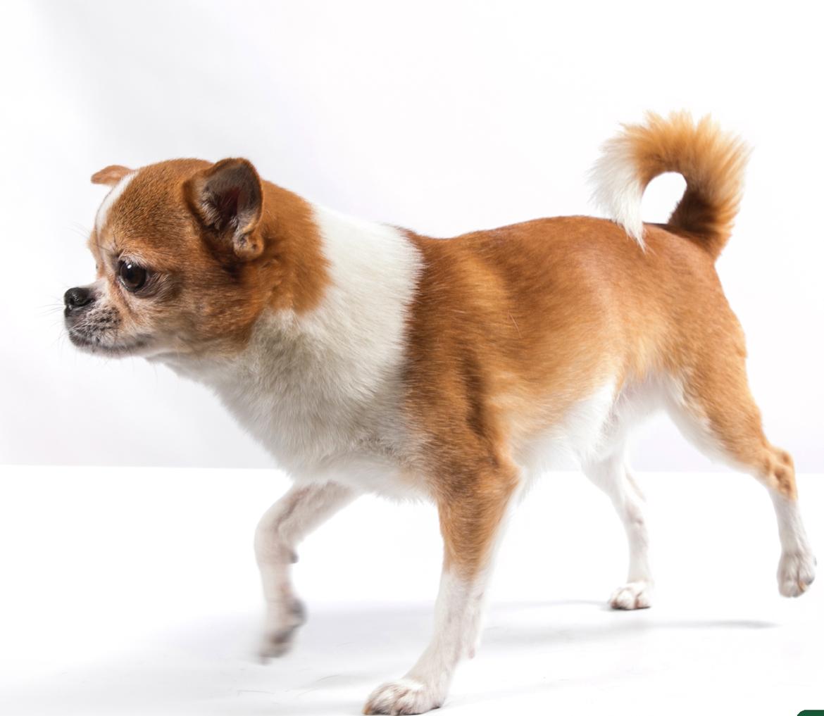 Chihuahua Mr. Piggy R.I.P billede 15