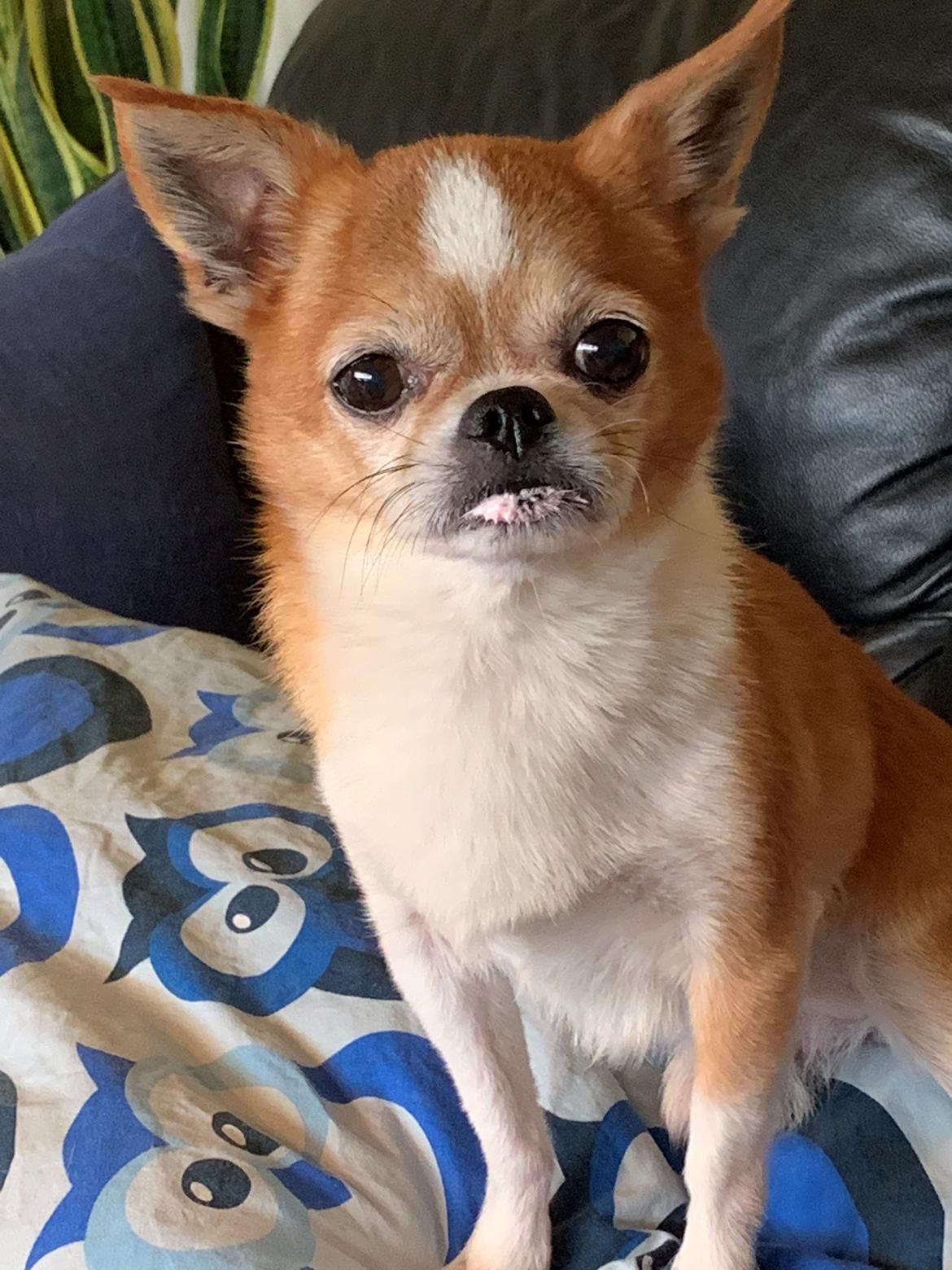 Chihuahua Mr. Piggy R.I.P - Mig jeg har da ikke spist noget  billede 16