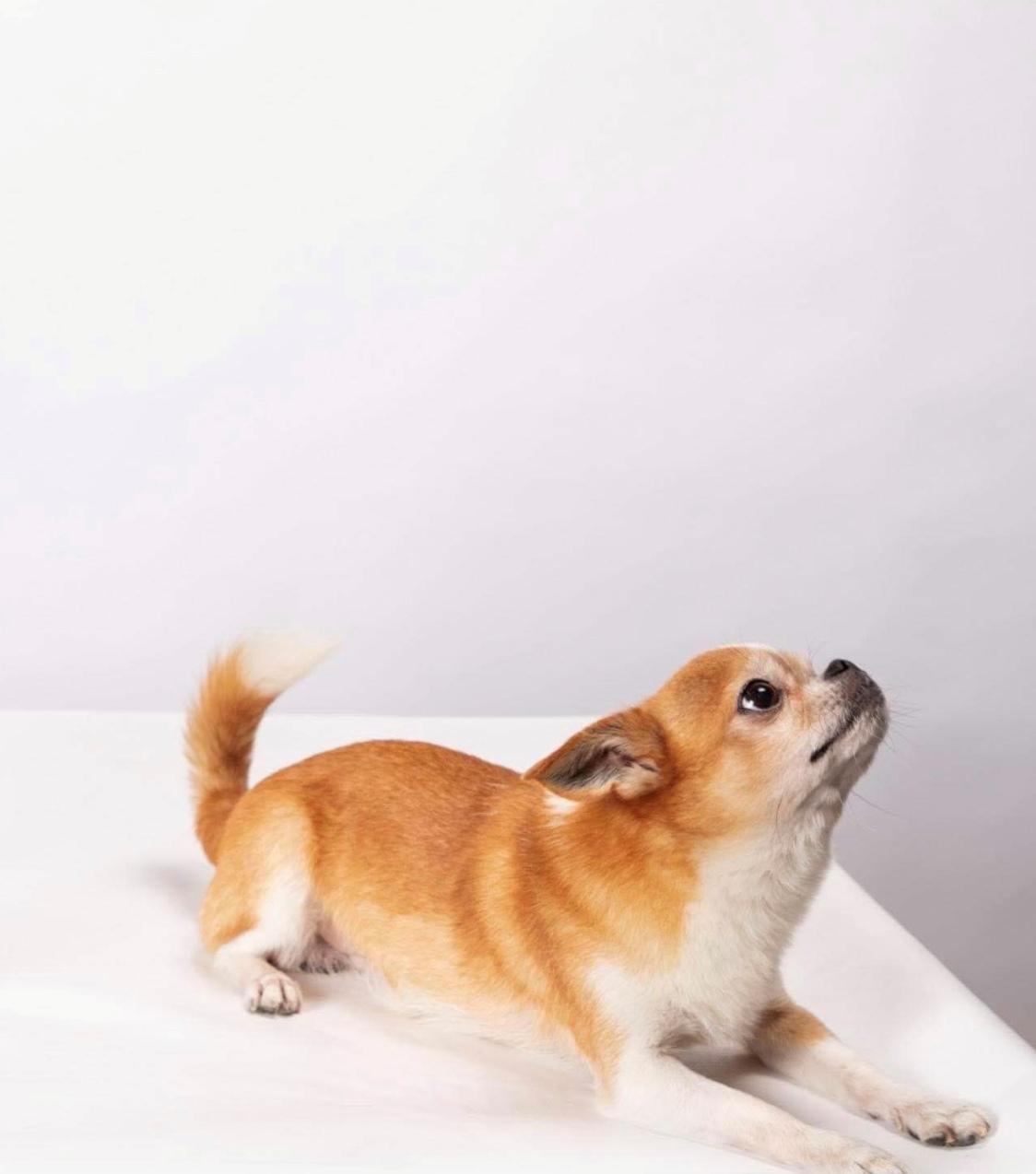 Chihuahua Mr. Piggy R.I.P billede 17