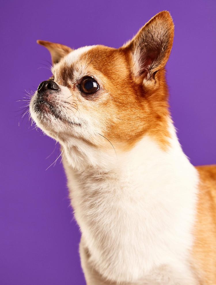 Chihuahua Mr. Piggy R.I.P billede 24