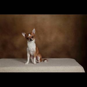 Chihuahua Mr. Piggy R.I.P billede 21