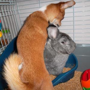 Chihuahua Mr. Piggy R.I.P billede 11