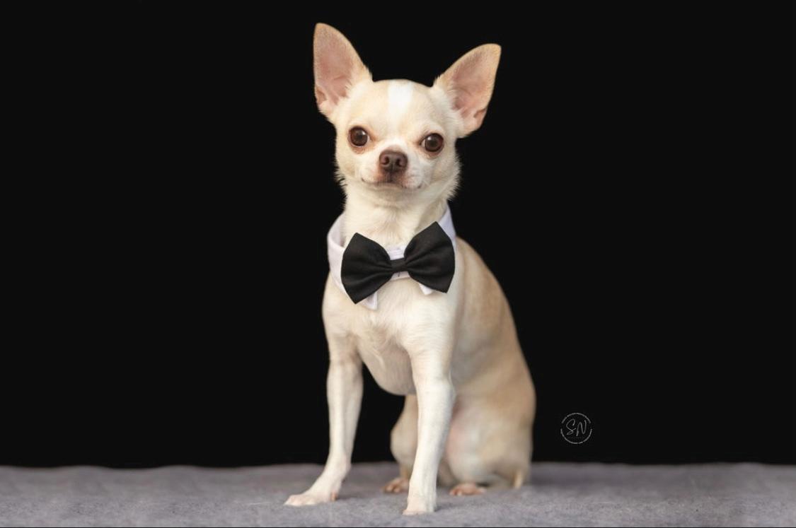 Chihuahua Stars Of Mexico’s Muffi  billede 1