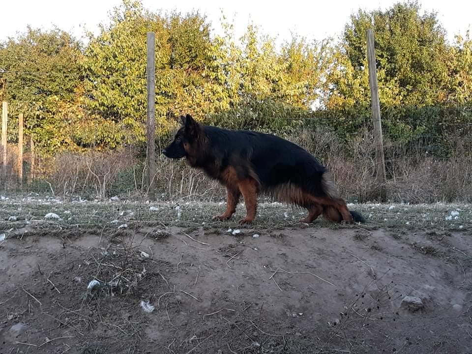 Schæferhund Almebo's Rimmie. (Aika). billede 10