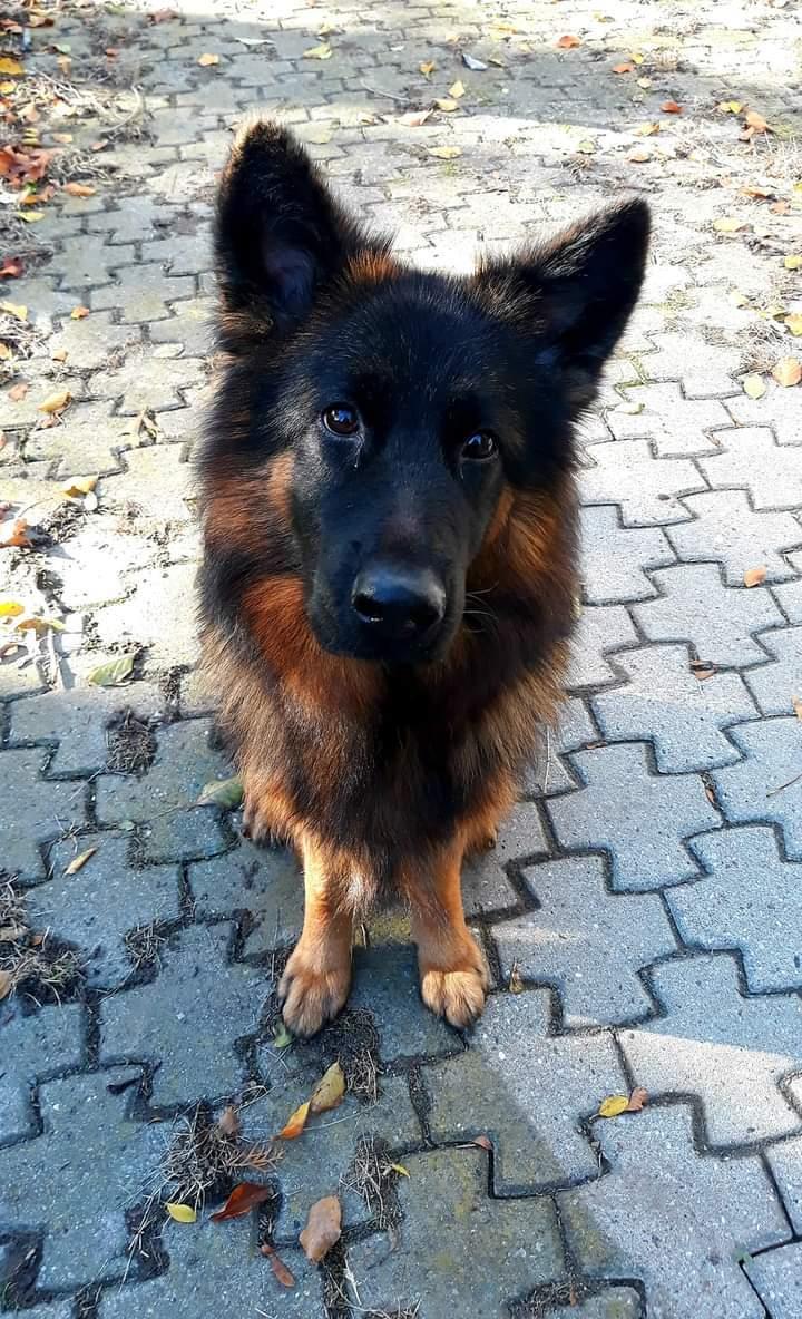 Schæferhund Almebo's Rimmie. (Aika). billede 1