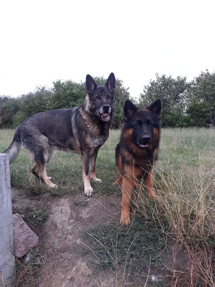 Schæferhund Almebo's Rimmie. (Aika). billede 14