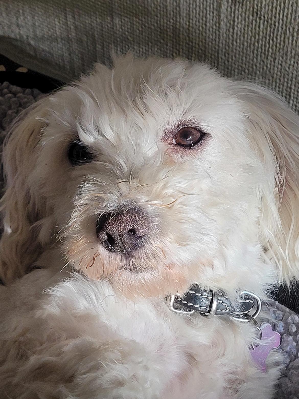 Malteser Ella billede 5