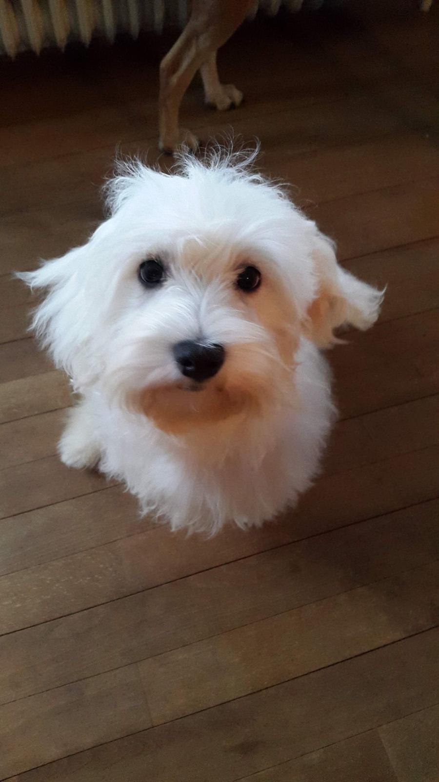 Malteser Ella billede 6