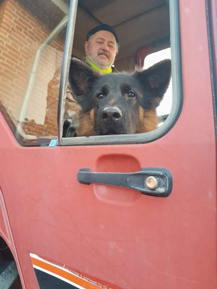 Schæferhund Almebo's Rimmie. (Aika). billede 36