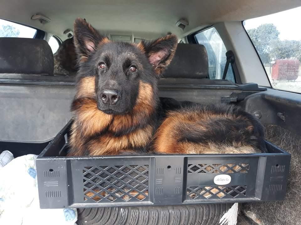 Schæferhund Almebo's Rimmie. (Aika). billede 31