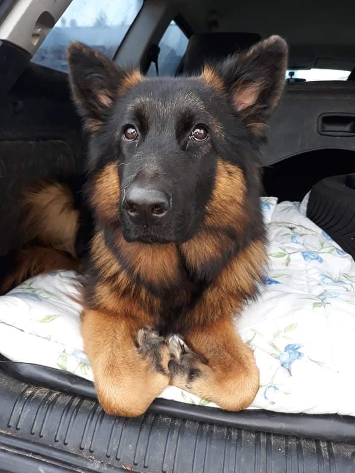 Schæferhund Almebo's Rimmie. (Aika). billede 18