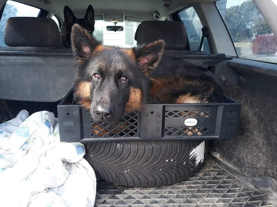 Schæferhund Almebo's Rimmie. (Aika). billede 38