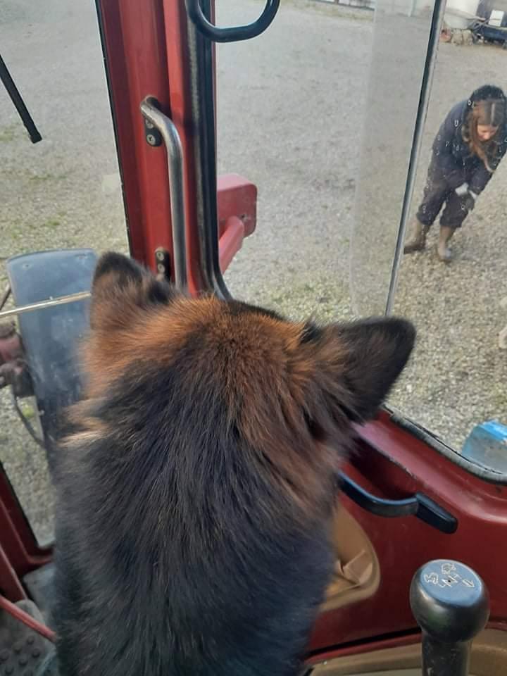 Schæferhund Almebo's Rimmie. (Aika). billede 37