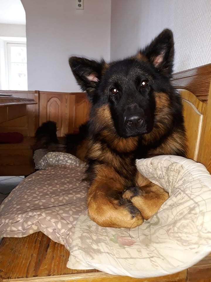 Schæferhund Almebo's Rimmie. (Aika). billede 39