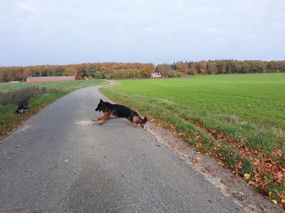 Schæferhund Almebo's Rimmie. (Aika). billede 25