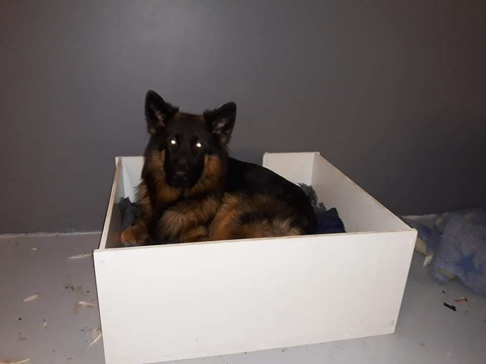 Schæferhund Almebo's Rimmie. (Aika). billede 35