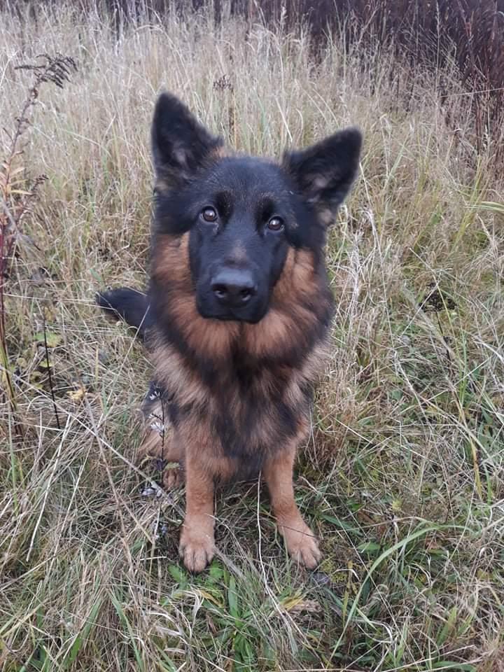 Schæferhund Almebo's Rimmie. (Aika). billede 33