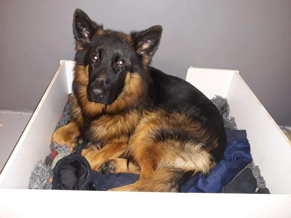 Schæferhund Almebo's Rimmie. (Aika). billede 34