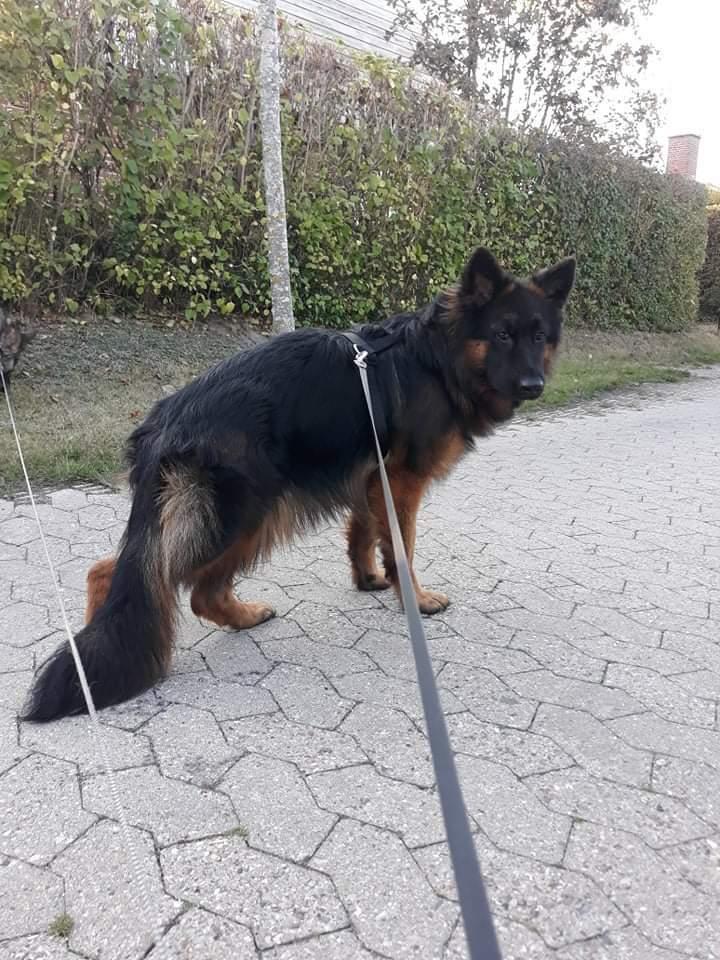 Schæferhund Almebo's Rimmie. (Aika). billede 41