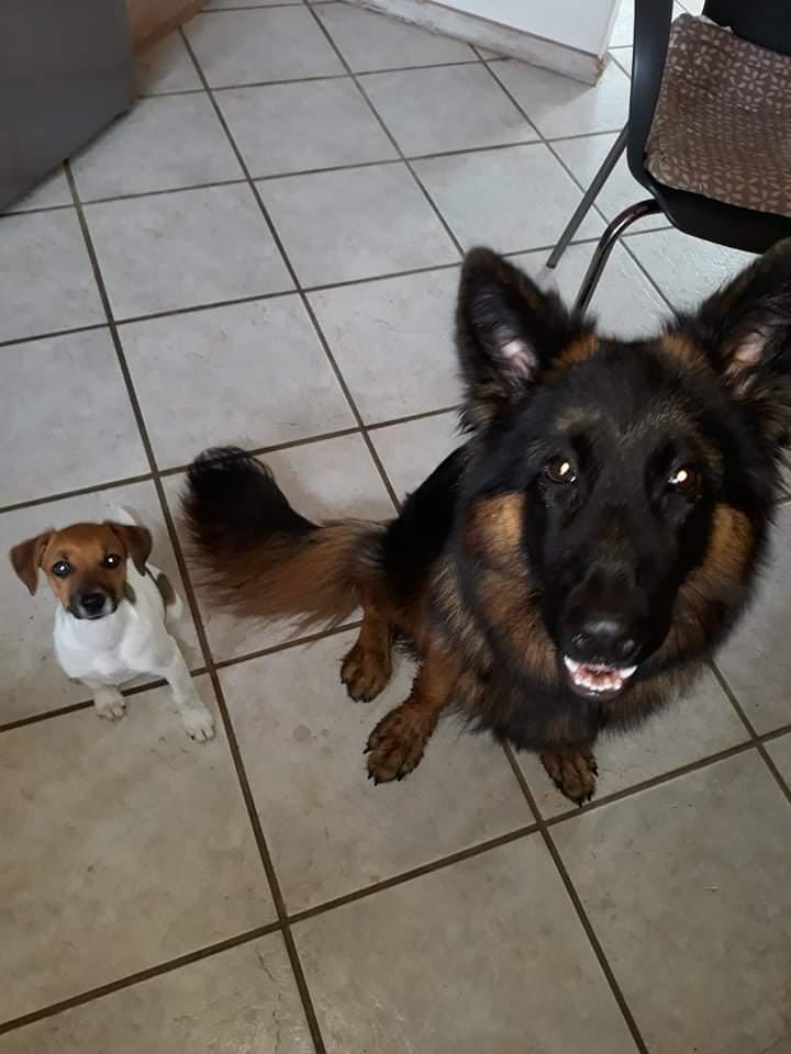 Schæferhund Almebo's Rimmie. (Aika). billede 40