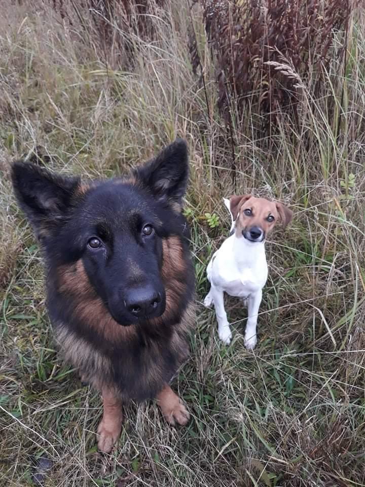 Schæferhund Almebo's Rimmie. (Aika). billede 43