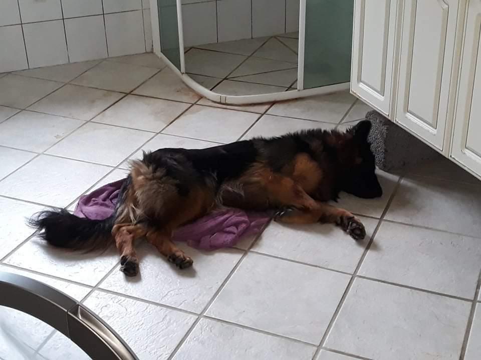 Schæferhund Almebo's Rimmie. (Aika). billede 42