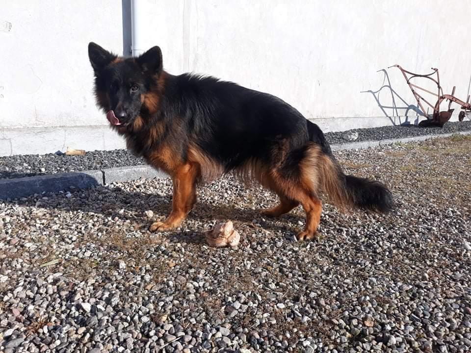 Schæferhund Almebo's Rimmie. (Aika). billede 32