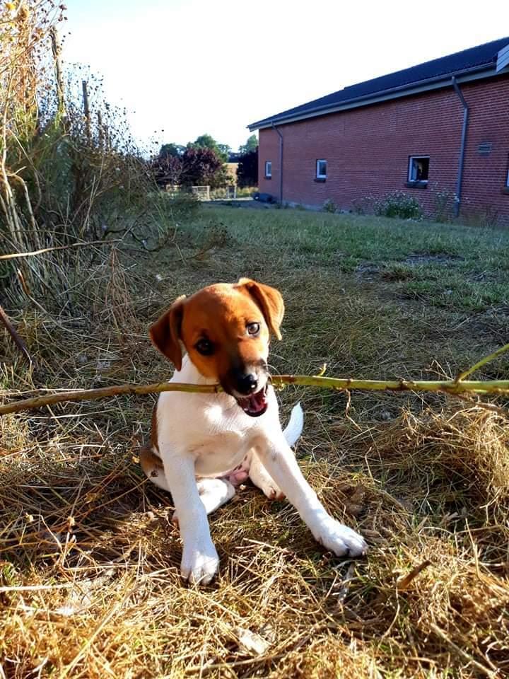 Dansk svensk gaardhund Hundeprut. billede 26