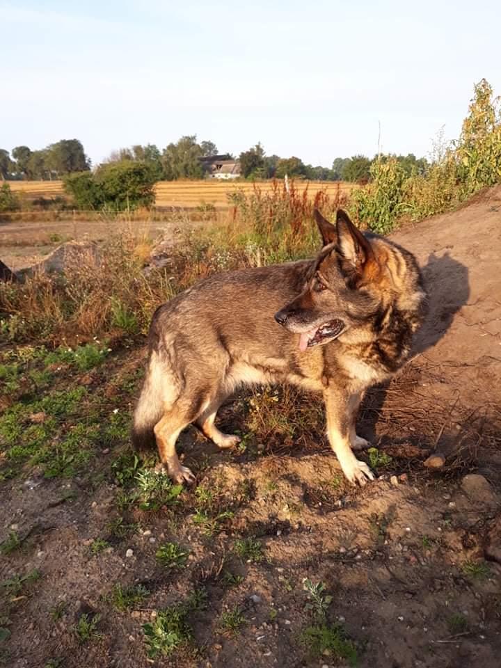 Schæferhund Sportshund Gipsi. (Gipsi). billede 18