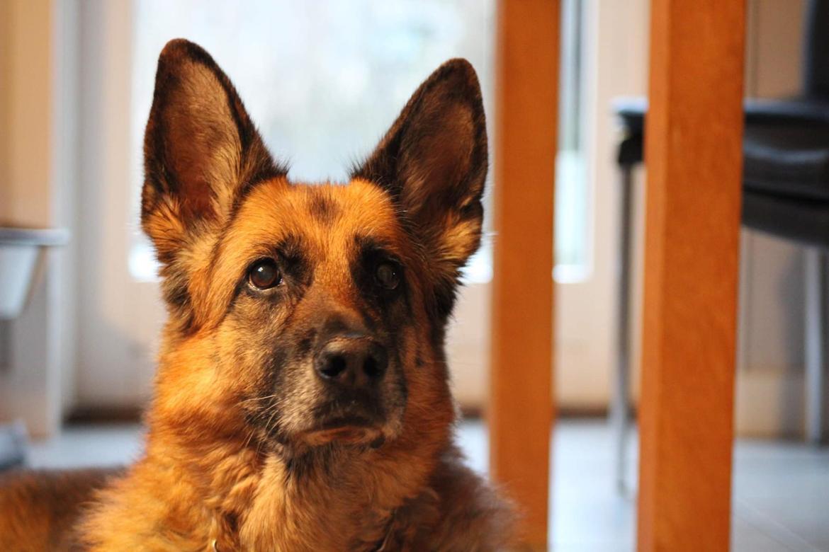 Schæferhund Hekami Tøsen. (Tøsen). (Mine forældres). billede 1