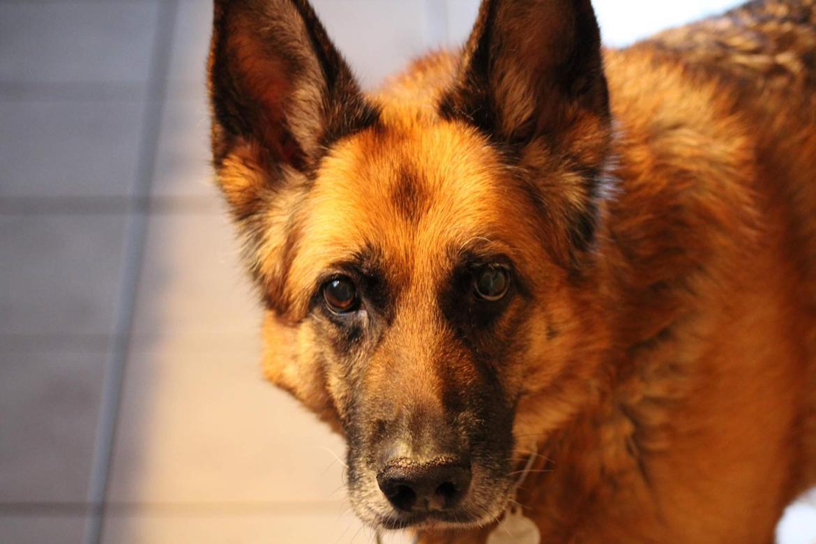 Schæferhund Hekami Tøsen. (Tøsen). (Mine forældres). billede 11