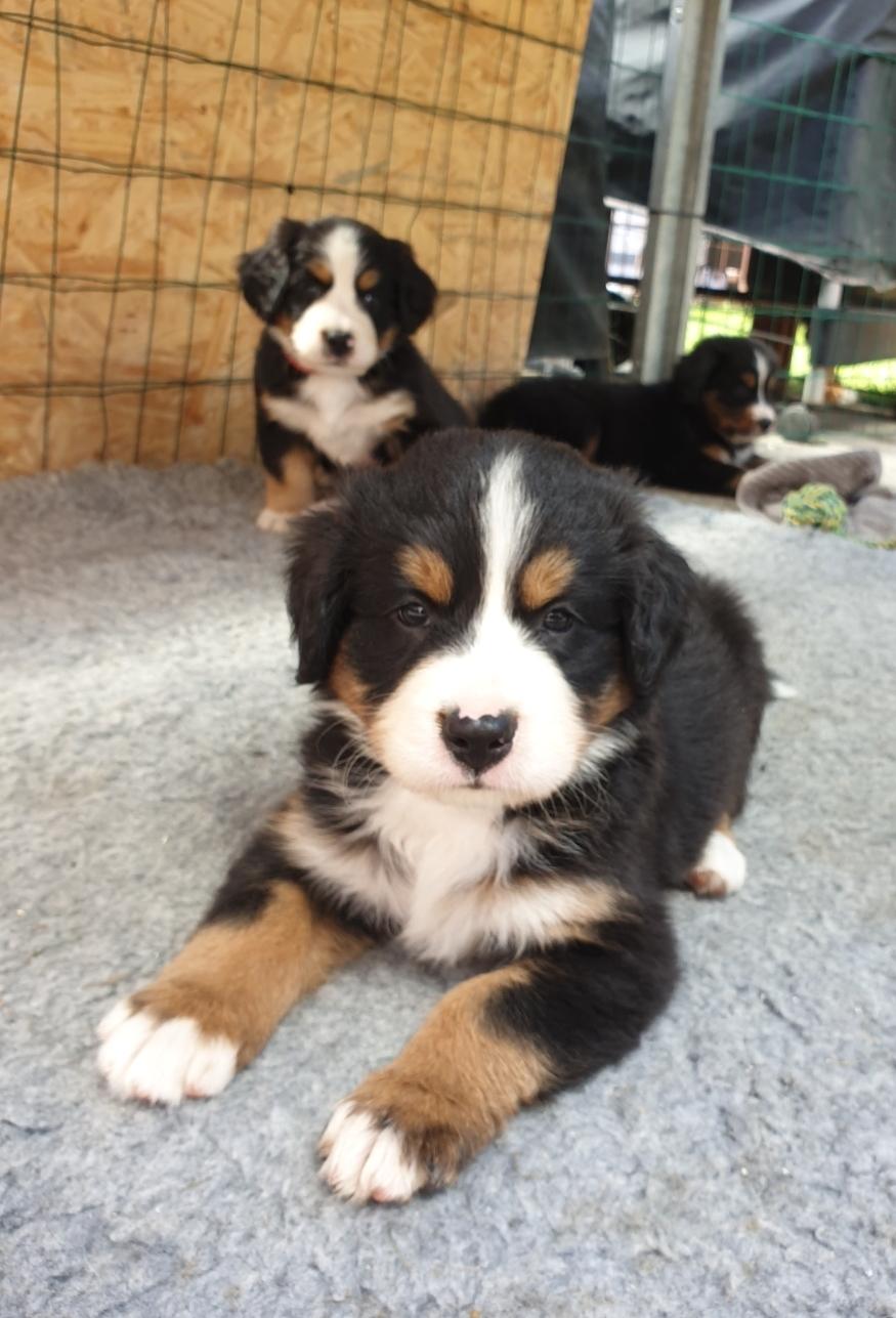 Berner sennenhund Hannibal billede 1