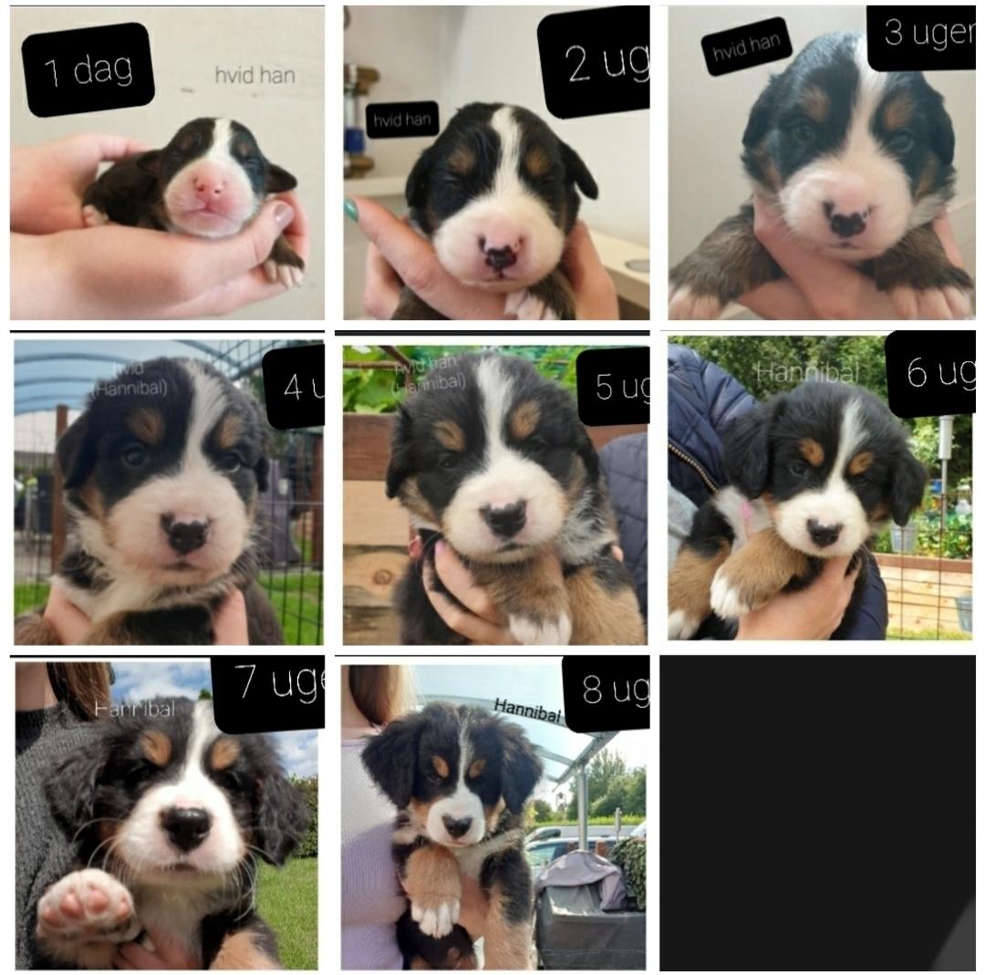 Berner sennenhund Hannibal - 1 uge til 8 uger billede 2