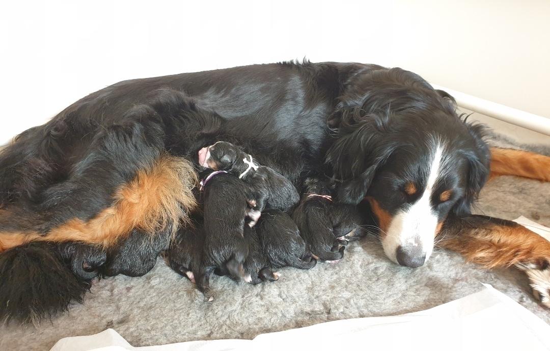 Berner sennenhund Hannibal - Få timer gammel billede 3