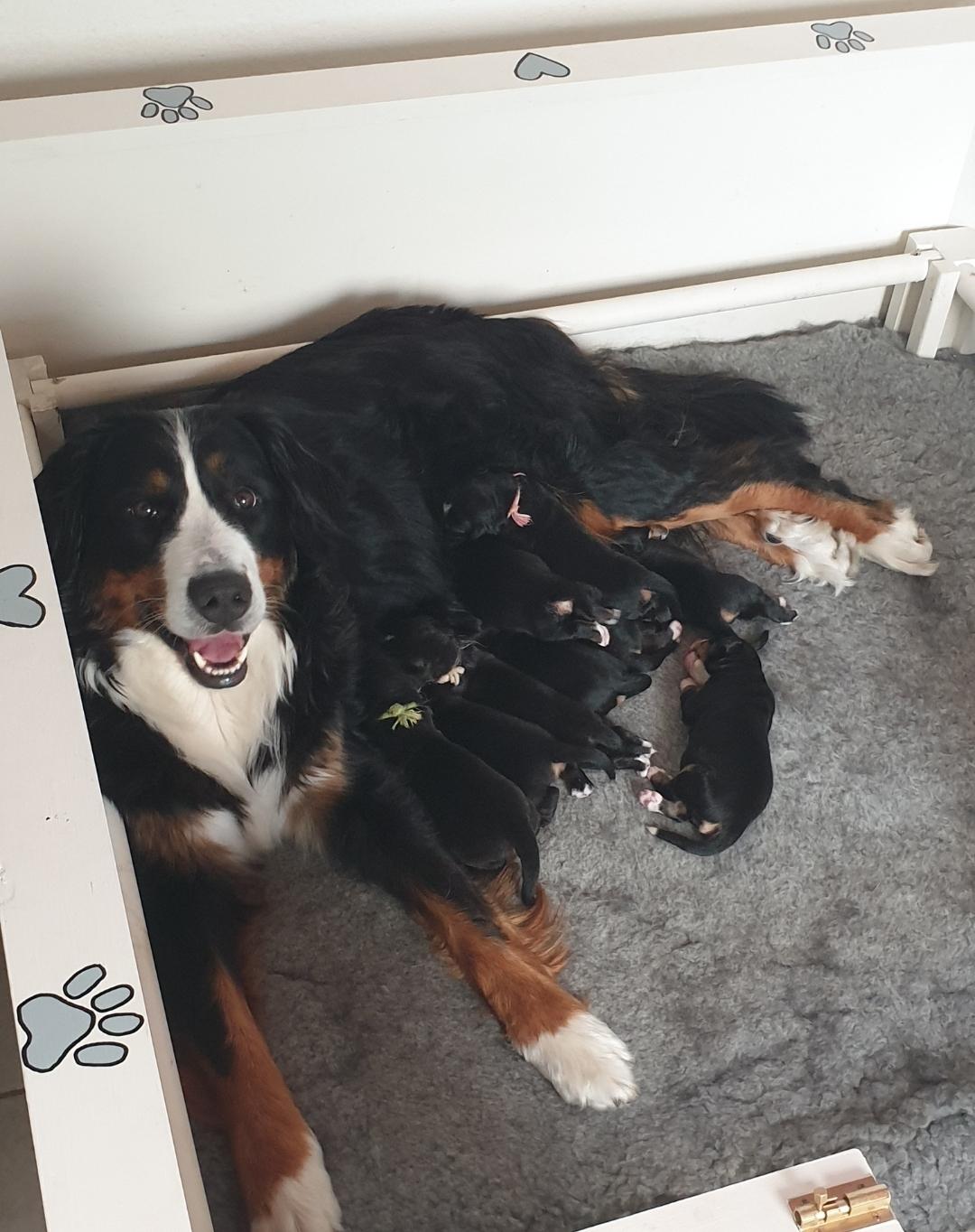 Berner sennenhund Hannibal - Knap 1 uge billede 4
