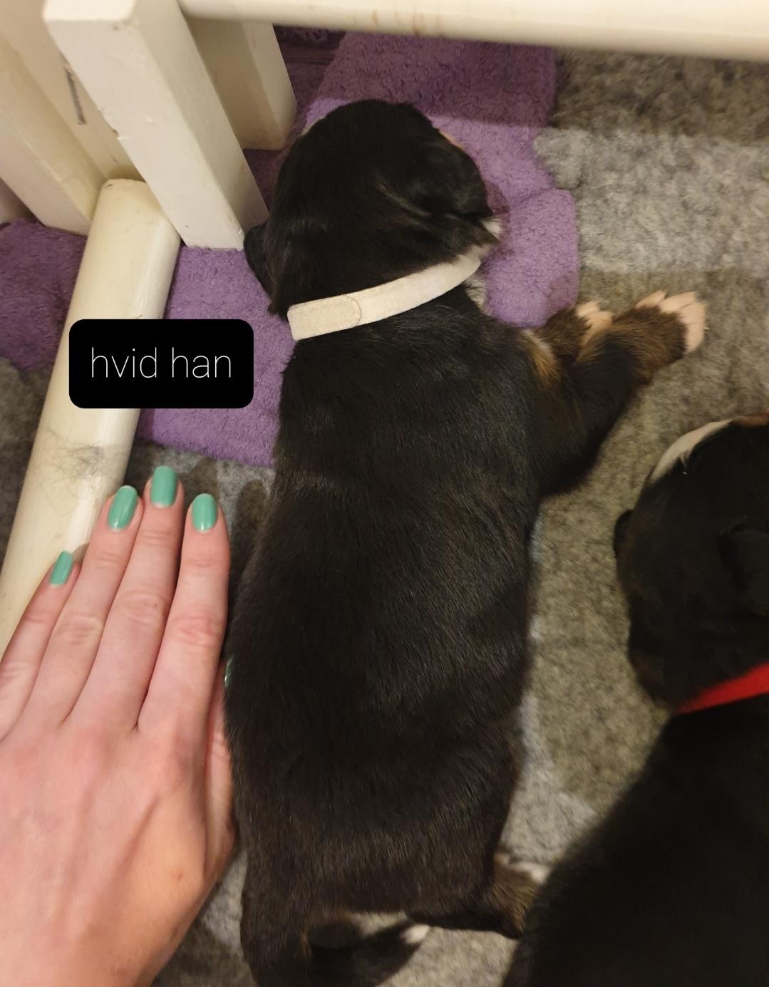 Berner sennenhund Hannibal - 3 uger billede 5