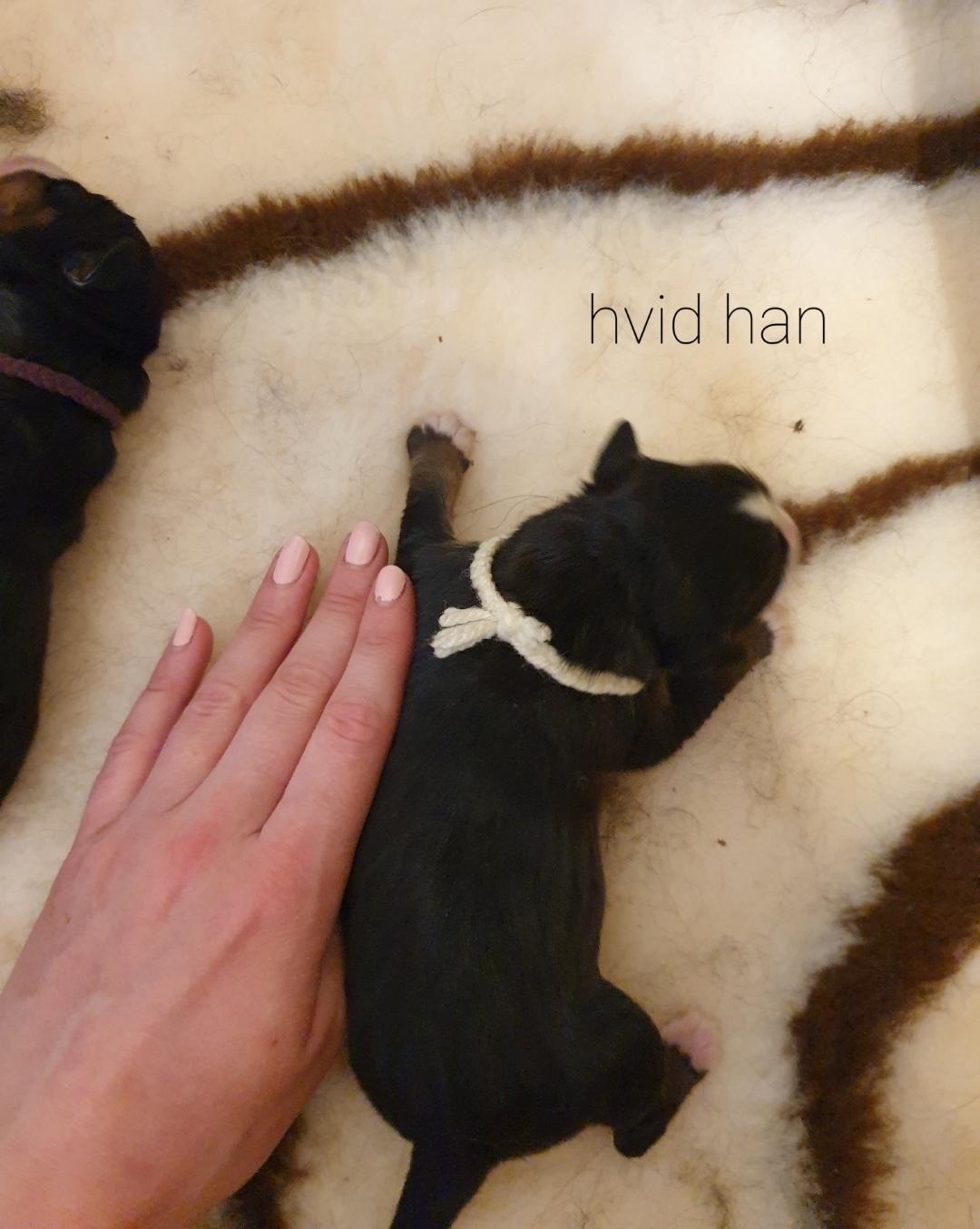 Berner sennenhund Hannibal - 1 uge billede 6