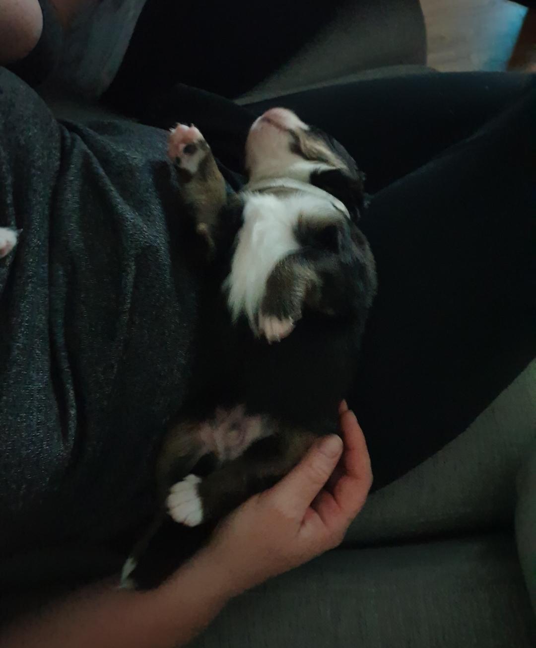 Berner sennenhund Hannibal billede 7