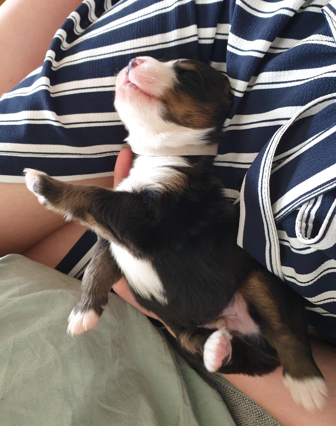 Berner sennenhund Hannibal billede 9