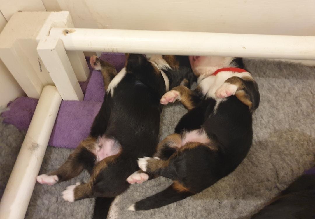 Berner sennenhund Hannibal billede 8