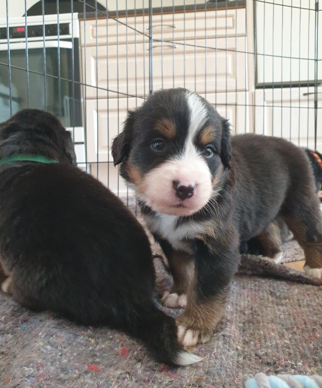 Berner sennenhund Hannibal billede 10