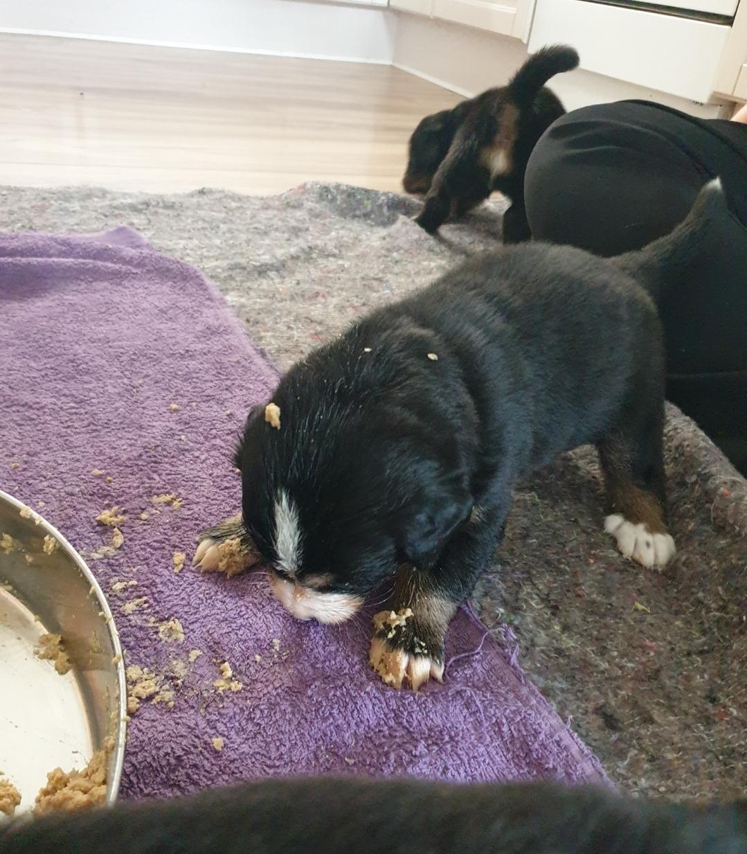 Berner sennenhund Hannibal - Første rigtige måltid billede 12