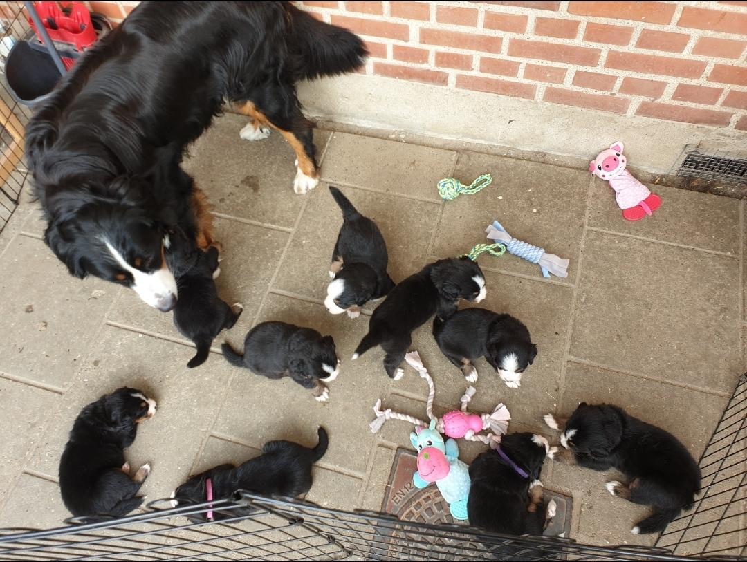 Berner sennenhund Hannibal - Første gang udenfor billede 11