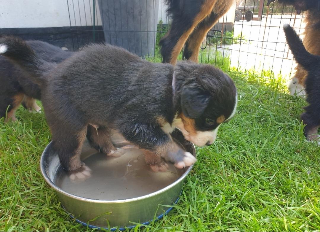 Berner sennenhund Hannibal - Hannibal har altid haft en eller anden ting med at stå op i alt hvad han kunne :p man var aldrig i tvivl om hvem der sidst havde drukket vand  billede 13