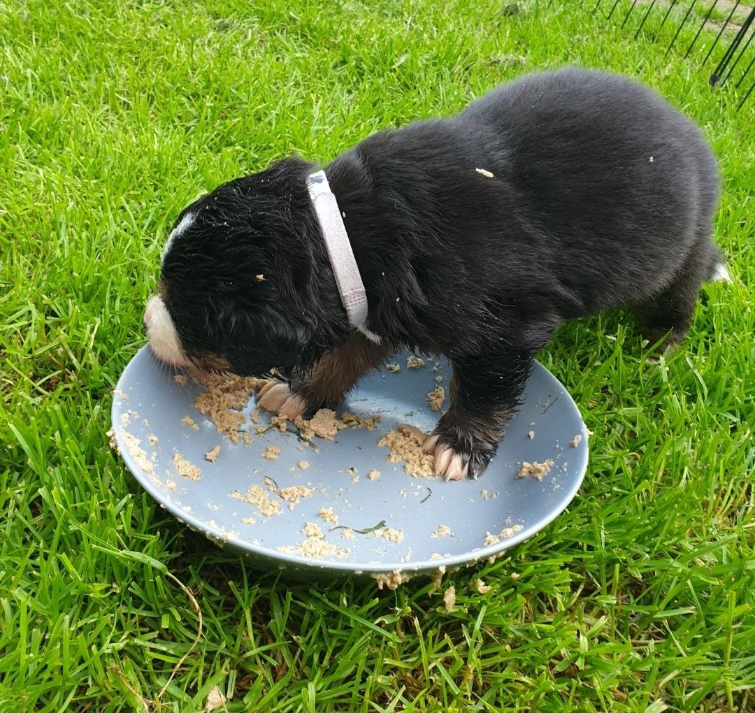Berner sennenhund Hannibal billede 14