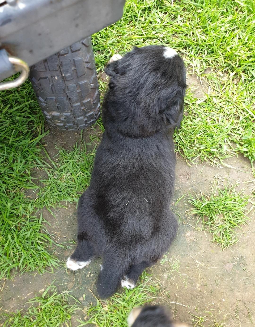 Berner sennenhund Hannibal - Ligger som sin far <3 billede 15